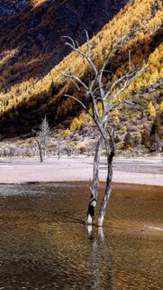 Stunning Autumn Landscape with Dead Trees in Golden Forest Lake Wallpaper