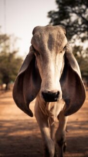 Majestic Brahman Cow Portrait High Resolution Mobile Wallpaper