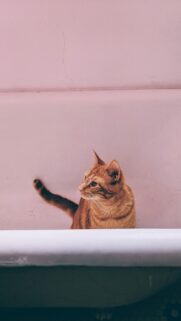 Cute Ginger Tabby Cat in Pink Bathtub Aesthetic Mobile Wallpaper
