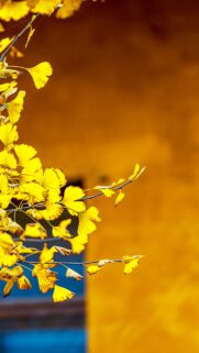 Vibrant Yellow Ginkgo Leaves Against Warm Orange Wall Aesthetic Mobile Wallpaper