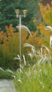 Soft Focus Ornamental Grasses in Autumn Garden Mobile Wallpaper