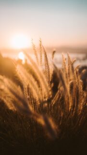 Golden Hour Abundance and Manifestation Energy Aesthetic Wallpaper