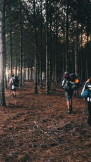 Three Hikers Trekking Through Pine Forest Wilderness Mobile Wallpaper