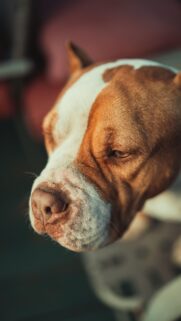 Close-Up Brown and White Pit Bull Terrier Portrait Phone Wallpaper