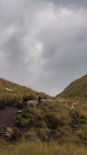Stunning Herd of Alpacas in the Andes Mountains Mobile Wallpaper