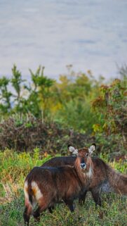 Stunning Waterbuck Wildlife Portrait in Nature Mobile Wallpaper