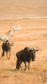 Wildebeest and Zebra Herd African Savanna Mobile Wallpaper