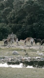 Majestic African Wildlife Zebras and Wildebeest Mobile Wallpaper