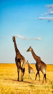 Majestic Giraffe Family Walking in the African Savanna Mobile Wallpaper