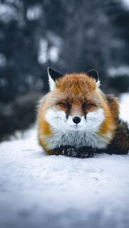 Stunning Red Fox Resting in Snow Winter Animal Mobile Wallpaper