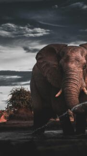 Majestic African Elephant Standing in Water Portrait Wallpaper