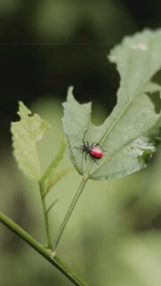 Minimalist Red Insect on Green Leaf Macro Nature Wallpaper