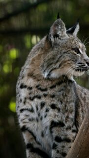 Stunning Close-up Bobcat Portrait Wild Cat Mobile Wallpaper
