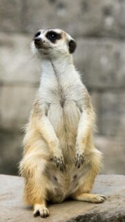 Cute Meerkat Standing Guard Animal Portrait Mobile Wallpaper