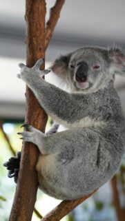 Close-Up Koala Sitting on a Tree Branch Mobile Phone Wallpaper