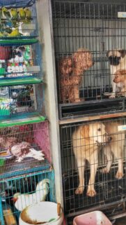Caged Animals in Pet Shop Display Mobile Phone Wallpaper