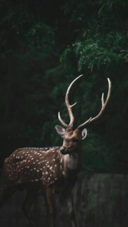 Majestic Spotted Deer in Dark Forest Mobile Wallpaper