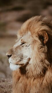 Majestic Lion Profile Portrait High Quality Phone Wallpaper
