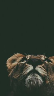 Majestic Lion Close Up Looking Upward Mobile Phone Wallpaper