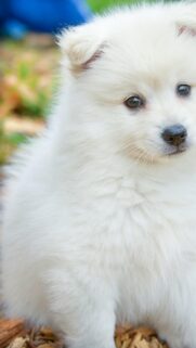 Cute Fluffy White Puppy Portrait Mobile HD Wallpaper