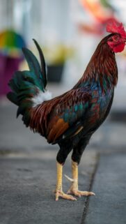 Majestic Rooster with Iridescent Feathers Phone Wallpaper