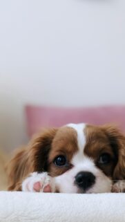 Cute Cavalier King Charles Spaniel Puppy Close-up Mobile Wallpaper