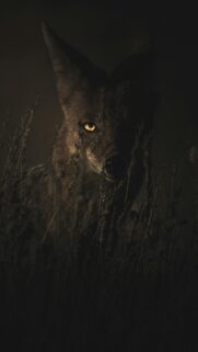 Stalking Coyote in the Dark Wilderness Mobile HD Wallpaper