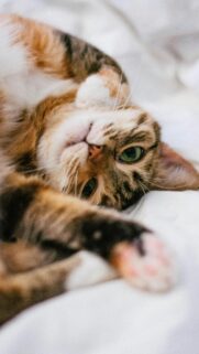 Cute Calico Cat Resting on White Bed Mobile Wallpaper