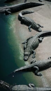 High-Definition Alligators Resting by the Water Mobile Wallpaper