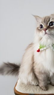 Fluffy Siberian Cat with Cute Christmas Collar Phone Wallpaper