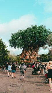 Tree of Life at Animal Kingdom Theme Park Disney Nature Wallpaper