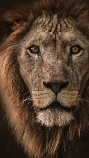 Majestic Lion Close-up Portrait High Definition Mobile Wallpaper