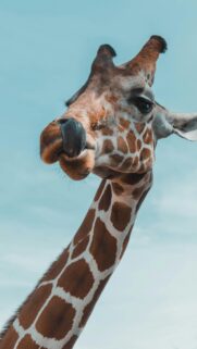 Giraffe Close Up With Blue Sky Background Mobile Wallpaper