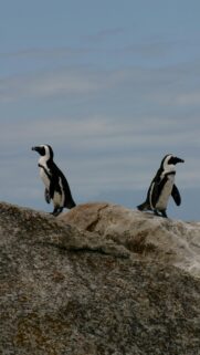 Two African Penguins Standing on Coastal Rocks Mobile Wallpaper