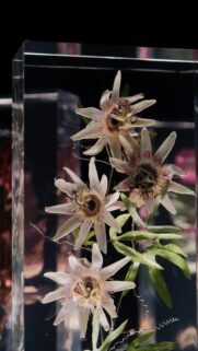 Elegant Passion Flower Floral Bloom Clear Resin Art 4K Mobile Wallpaper