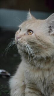 Stunning Close-Up Cream Colored Cat Portrait Mobile Wallpaper