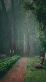 Rainy Forest Pathway with Wooden Bench Mobile Wallpaper