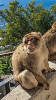 Barbary Macaque Monkey on Gibraltar Cliffside Mobile Wallpaper