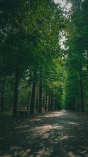 Serene Forest Path Through Tall Green Trees Mobile Wallpaper