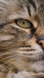 Close-up Majestic Tabby Cat Green Eye Macro Mobile Wallpaper