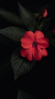 Stunning Vivid Red Flower Macro Minimalist Mobile Wallpaper