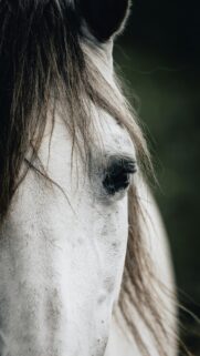 Stunning Close-Up White Horse Portrait Mobile HD Wallpaper