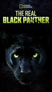 Black Panther Minimalist 4K Mobile Wallpaper – High Quality Phone Background