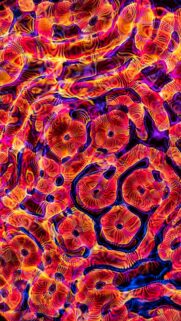 Neon Abstract Fluid Art Patterns Vibrant Colorful Phone Wallpaper