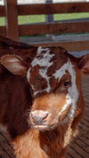 Cute Brown and White Baby Calf Portrait Mobile Wallpaper