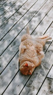 Adorable Fluffy Orange Cat Relaxing on a Wooden Deck Wallpaper
