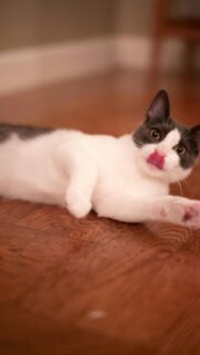 Cute Grey and White Cat Licking Nose Mobile HD Wallpaper