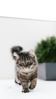 Cute Fluffy Tabby Cat Walking in Snow Mobile Wallpaper