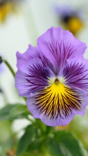 Vibrant Purple Pansy Flower Close-up Macro Nature Mobile Wallpaper