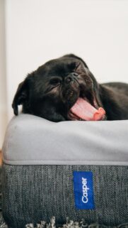 Sleepy Black Pug Yawning on Casper Dog Bed Mobile Wallpaper